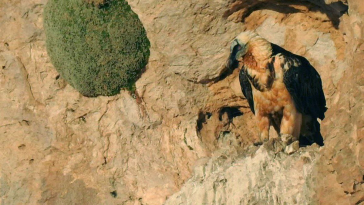 هما به سالوک رسید!