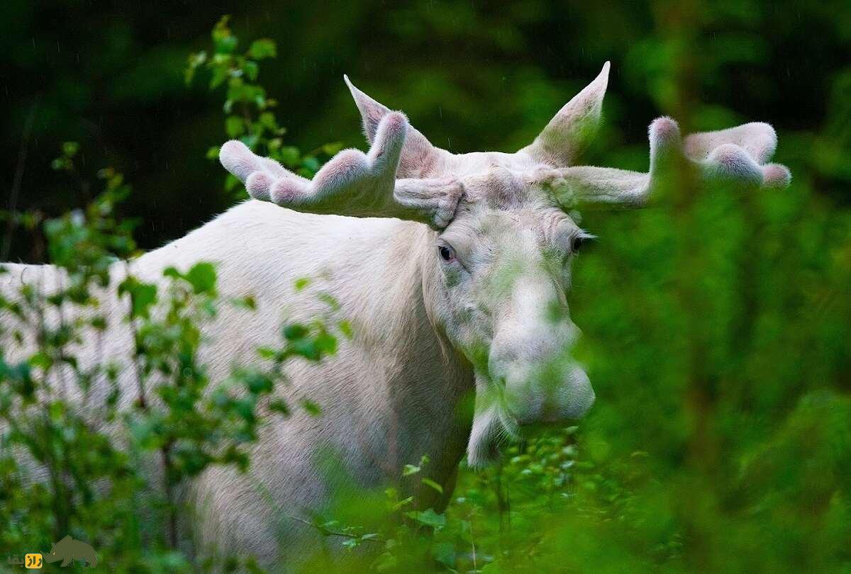 گوزن سفید آلبینو در قاب یک ویدئو کمیاب + فیلم