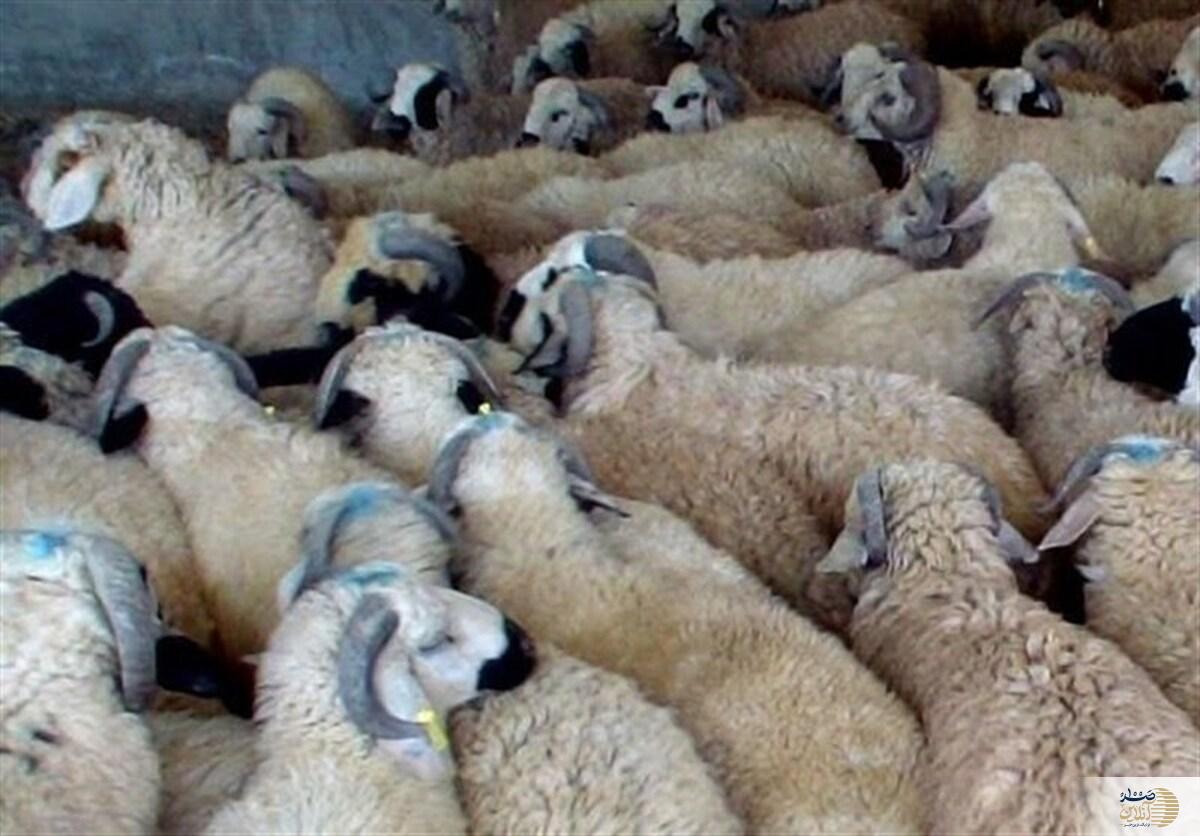 کشف ۱۰۰ رأس گوسفند قاچاق در فریدن