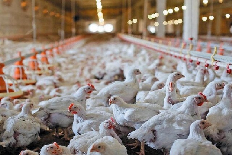 هشدار مرغداران: ۲۰ درصد تولید در خطر سقوط قرار دارد