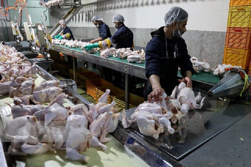 نهاده با نرخ مصوب به دست تولیدکننده نمی‌رسد/ سرنوشت مرغ و تخم‌مرغ در رمضان چه خواهد شد؟