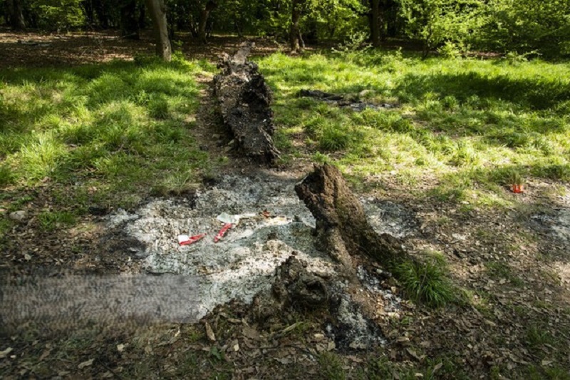 آتش‌سوزی‌های انسانی جنگل‌های هیرکانی؛ ممنوعیت ورود گردشگران در سوادکوه